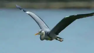 Groupers and Big Fish Beautiful Birds Reef Life of the Andaman | অসাধারন | Lion