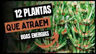 12 PLANTAS  que atraem BOAS ENERGIAS