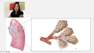 6. The Bronchial Tree and Gas Exchange