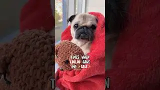Times when my PUG gave me ✨SASS✨ 