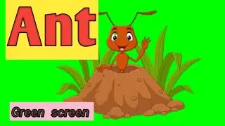 Ant green screen video.