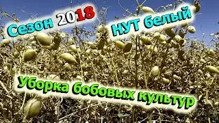 Тонкости при уборки нута / Настройка комбайна на обмолот