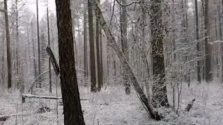 Прогулка по тайге по первому снегу. С промысловиком Николаем.
