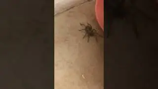 Spider🕷infestation