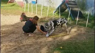 Вика и дог Арис