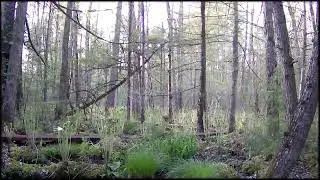 Swamp View