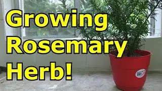 How to Grow Rosemary in a Pot
