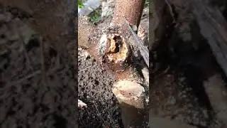 hama mematikan pada tanaman bonsai#shortsvideo#bonsai#wongbebasmbolang#