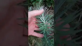 Кунингамия ланцетная (Cunninghamia lanceolata) глаука получилась из семян