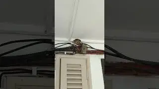 Birds came back to old nest. Now 2nd generation of birds.