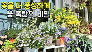 꽃을 더 풍성하게 만드는 식물 키우기 꿀팁 이렇게 키우면 꽃이 2배 더 풍성해져요! / 화분 가득 꽃을 더 싱그럽고 풍성하게 만드는 작은 습관 / 꽃이 피는 비결, 어렵지 않아요!