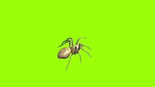 Fast walking spider green screen।cartoon green screen। spider green screen। ostad animation