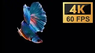 OLED / AMOLED display test 4K 60 FPS❤️