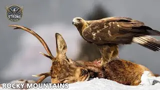 UNBELIEVABLE! The Terrifying Secrets Hidden Behind the Majestic Rocky Mountains