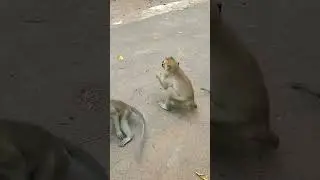 keluarga monyet.   