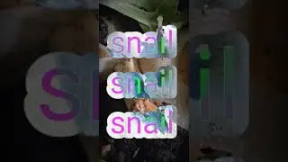 SNAILS JUST EAT #SNAIL
