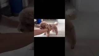 호캉스 갈 준비 마친 복떠니🐶