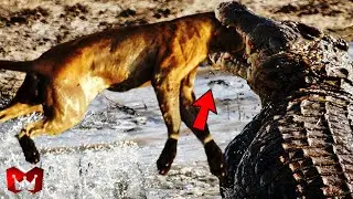 PERTARUNGAN SINGA VS BUAYA MENANG YG MANA !! Momen Hewan Buas Berburu Mangsanya Di Alam Liar..