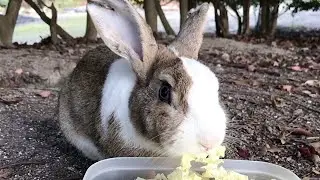 The blue-eyed rabbit is super cool!
