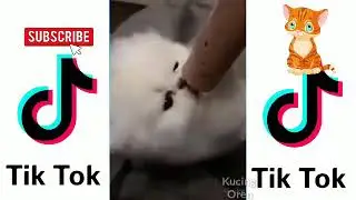 #Kucinglucutiktok #kucingoren.       KUMPULAN KUCING LUCU TIKTOK 😘 #10 - Kucing oren