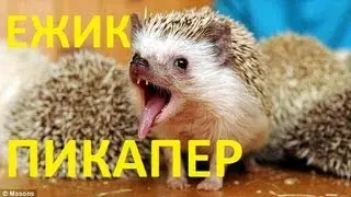 Ежик 