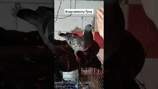 Где живёт наша Гуля?