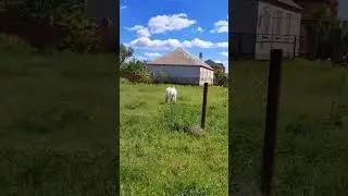 Это точно пэс? #конь #пёс #пони