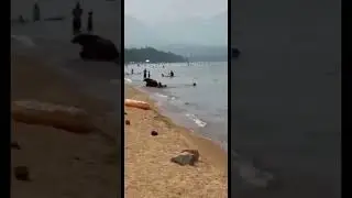 На Байкале медведи купаются вместе с людьми