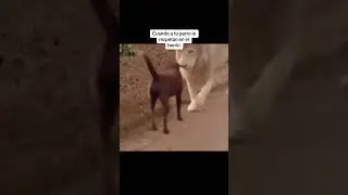 el perro