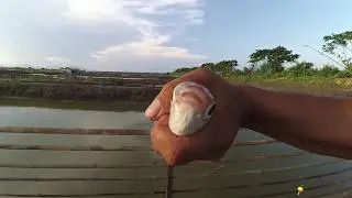 MANCING IKAN BANDENG TAMBAK
