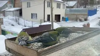 Жмёмся мы к друг дружке... Мороз. Синицы. Где то под Красноярском.