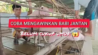 KAWINKAN BABI JANTAN MASIH MUDA🫨