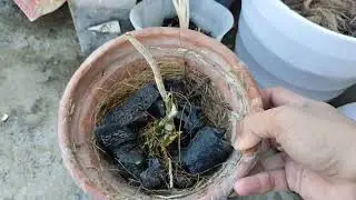 Menyelamatkan Anggrek yang sudah tidak produktif dengan ramuan bawang agar tumbuh anakan anggrek