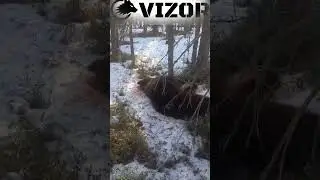 Медведь хотел забраться к охотнику на вышку. Команда VIZOR охотится на медведя
