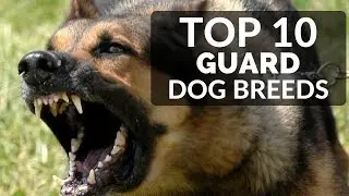 TOP 10 GUARD DOGS FOR FAMILIES - Best Puppy Breed To Protect Family And House