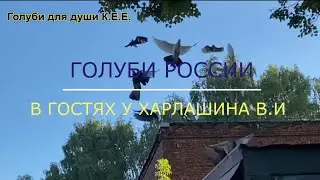 Питомник (ГОЛУБИ РОССИИ) Харлашина В.И. Часть 4