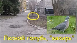 Вяхирь