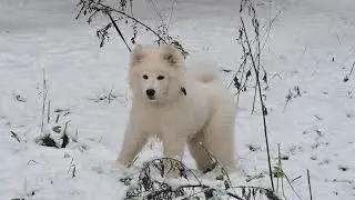 Тиль на прогулке.