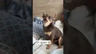 Любимые женщины, поздравляем вас❤️ пусть женский день принесёт мир, гармонию и благодать 🙏🏼