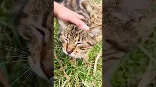 Gujarati couple Farming on sunday vlog with cat 🐱