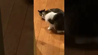Cats on catnip…so much for bliss.