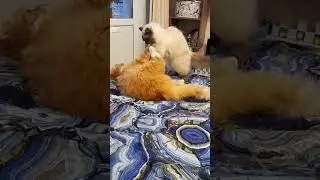Бои