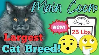 Maine Coon: The World's Largest Cat Breed!