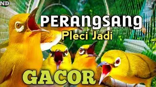 Pancingan Pleci Ribut !! Perangsang Pleci Jadi Gacor