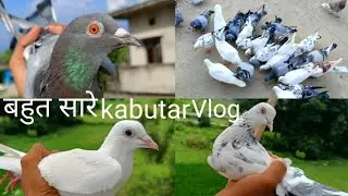 Kabutar Vlog || 10 Gante Udne Wala kabootar 🕊️ || Kabutar Pigeon 🕊️😱 #viralvideo #pigeon #trend