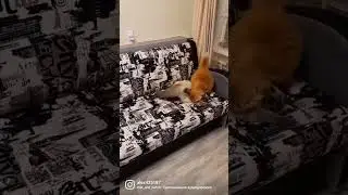 Бои без правил))