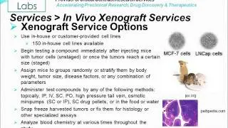 In Vivo Xenograft Service