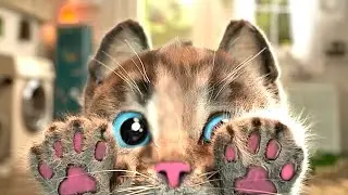 MY CUTE LITTLE KITTEN ADVENTURE 😸 BEST EDUCATIONAL VIDEO FOR PRESCHOOLERS WITH FUNNY CATS 😸