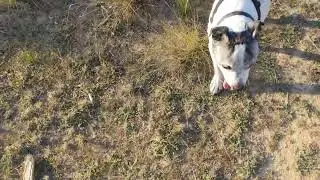 Pablo having a lovely run in the sun
