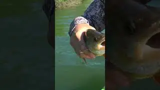 Приличный окунек на JACKALL DIVING CHUBBY #fishing